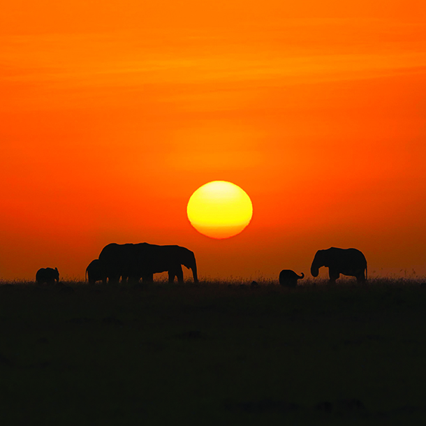 Elephants in Namibian sunset